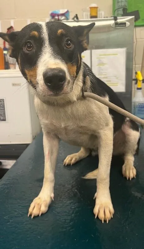 An adult medium-sized female Tricolor (Brown, Black, & White) Mixed Breed dog named Cookie for adoption in Mobile, AL