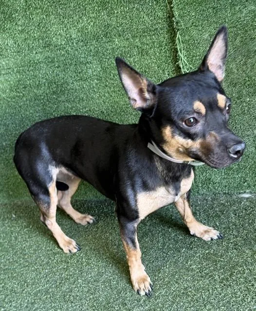 A young small-sized female Miniature Pinscher dog named A for adoption in Lancaster, CA