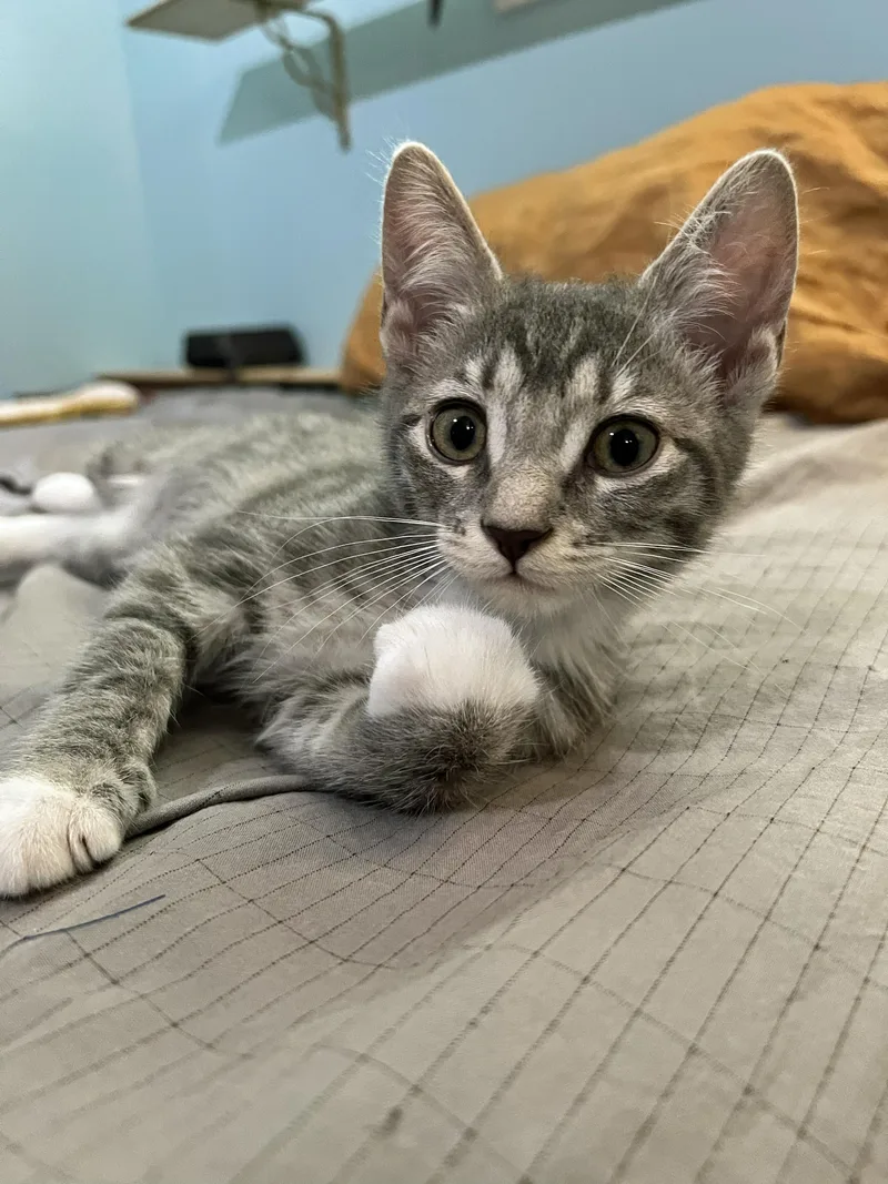 Daisy Freckle Foot thumbnail 6