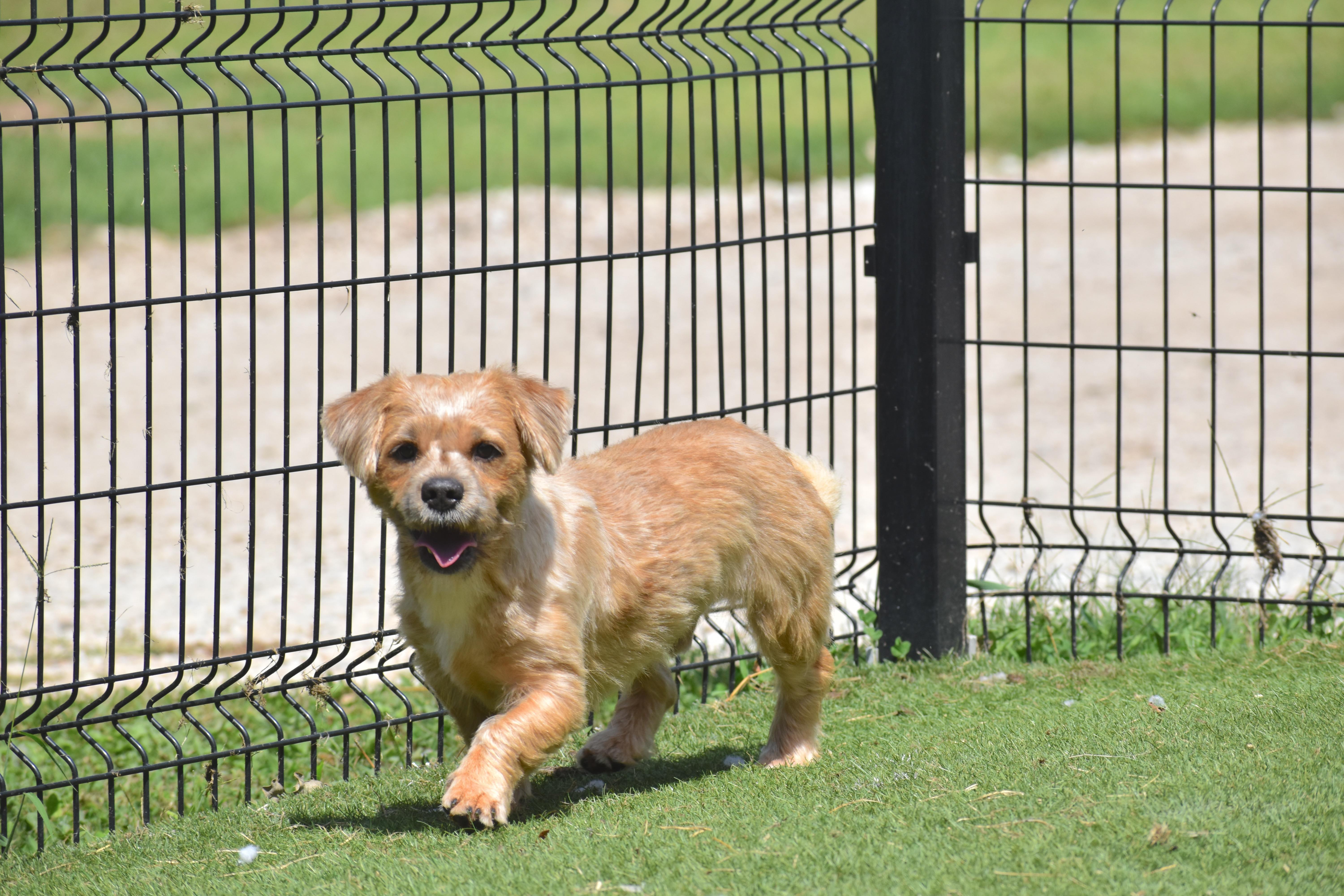 A young small-sized female Terrier dog named Darwin for adoption in Auburn, NE