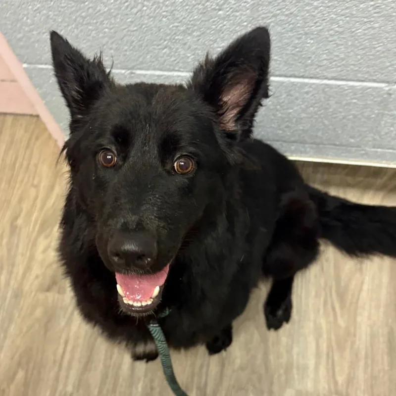 Koda