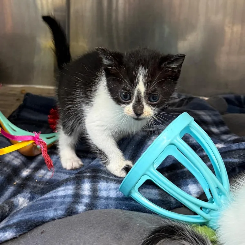 A baby small-sized female Black Domestic Short Hair cat named Betsy Ross for adoption in Newport, TN