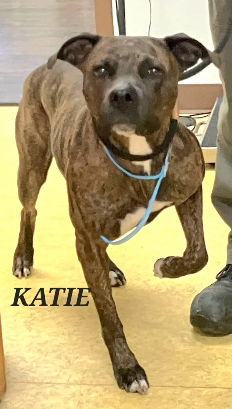 Katie thumbnail 3
