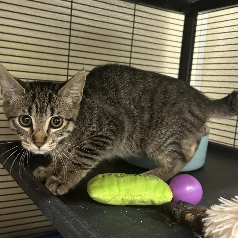 A baby small-sized female Brown / Chocolate Domestic Short Hair cat named Starboy for adoption in Point Richmond, CA