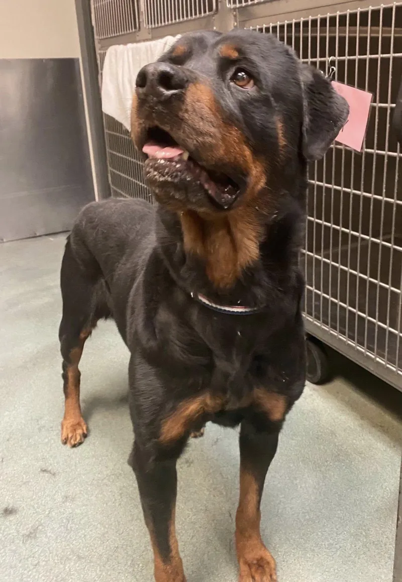 An adult large-sized female Black Rottweiler dog named Alma for adoption in Chapel Hill, NC