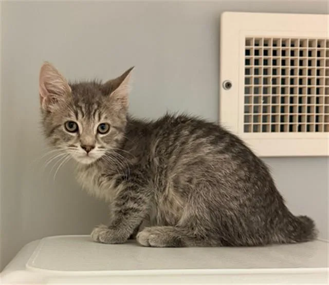 A baby small-sized male Domestic Short Hair cat named Crius for adoption in Statesville, NC
