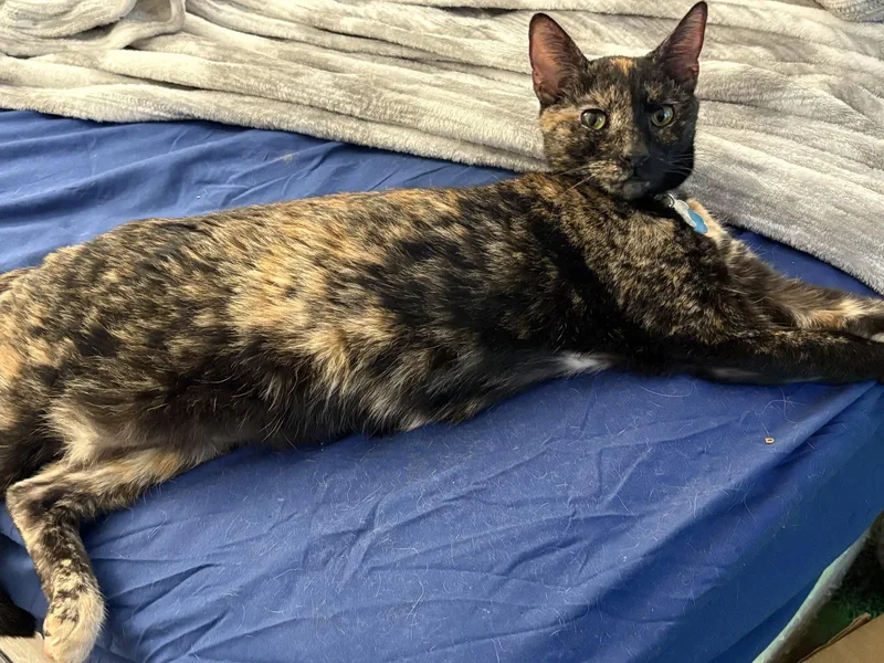 A baby medium-sized female Tortoiseshell cat named PRINCESS LEIA aka OLGA for adoption in Holbrook, NY