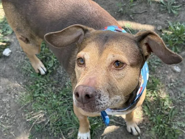 An adult medium-sized female Pit Bull Terrier dog named Lola for adoption in Tulsa, OK