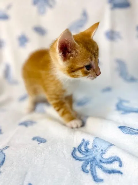 A baby medium-sized male Orange & White American Shorthair cat named Casper for adoption in Fort Pierce, FL
