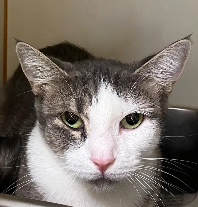 A young medium-sized female Domestic Short Hair cat named Dixie for adoption in Christiansburg, VA