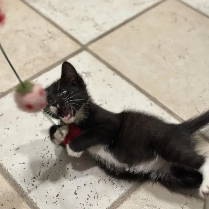A baby medium-sized male Black & White / Tuxedo Domestic Short Hair cat named Charles for adoption in Philadelphia, PA
