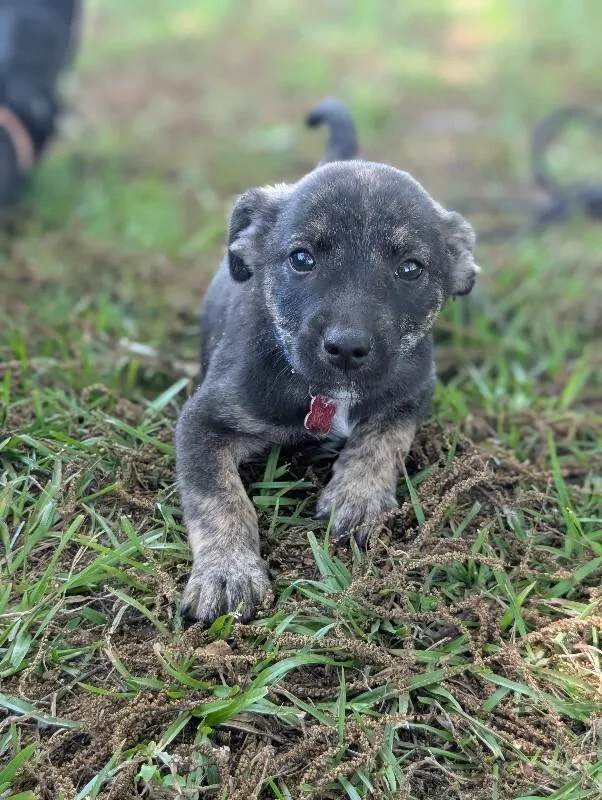 A baby small-sized male Brindle Feist dog named Louie for adoption in Aiken, SC