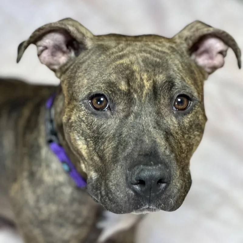 A young medium-sized female Brindle Mixed Breed dog named Brinn for adoption in Newark, NJ