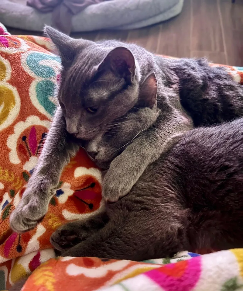 Scout & Shadow