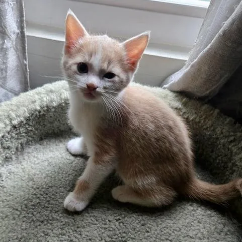 A baby small-sized male Domestic Short Hair cat named Laguna for adoption in Woodstock, GA