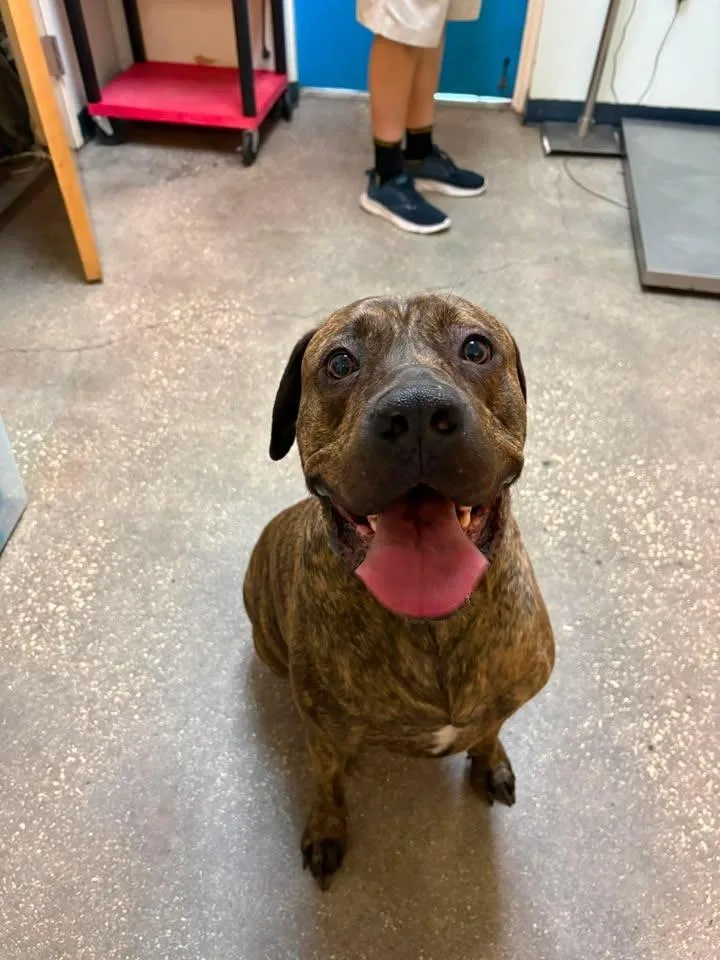 An adult small-sized female Mixed Breed dog named Daisy Girl for adoption in Ocala, FL