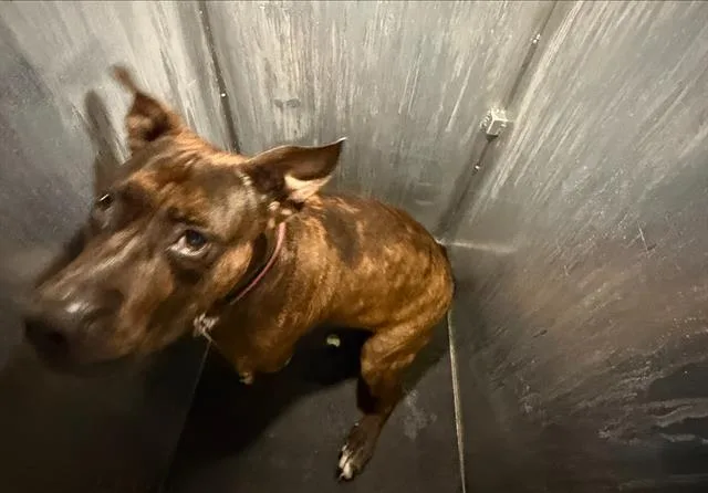 An adult medium-sized female American Staffordshire Terrier dog named Charlene for adoption in San Antonio, TX