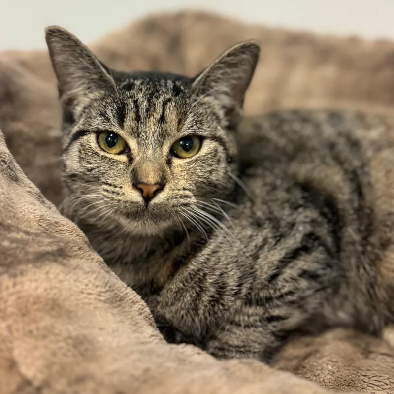 A young medium-sized female Brown / Chocolate Domestic Short Hair cat named Calamity Jane for adoption in Brownsboro, AL