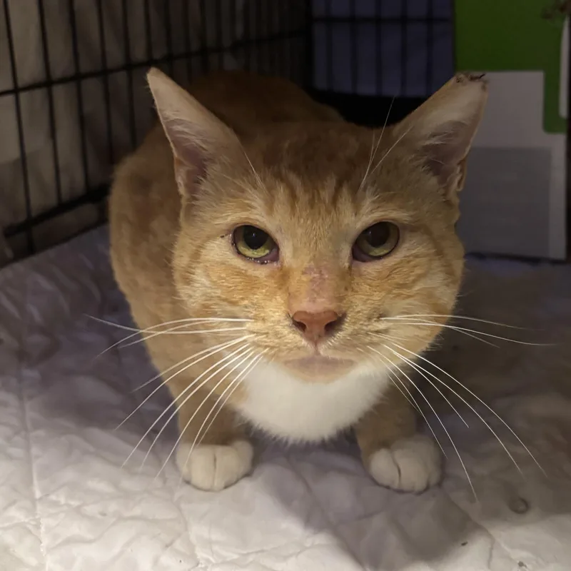 An adult medium-sized male Orange / Red Domestic Short Hair cat named Bartholomew for adoption in Pittsburgh, PA