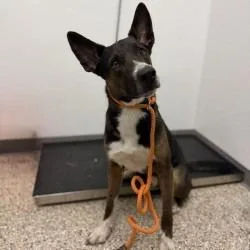 An adult large-sized male Brown / Chocolate Shepherd dog named Finch for adoption in Bullhead City, AZ