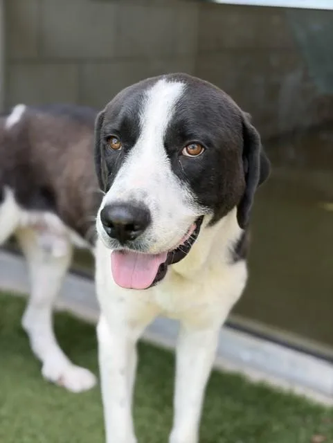 An adult large-sized male Mixed Breed dog named Billy for adoption in Dallas, TX