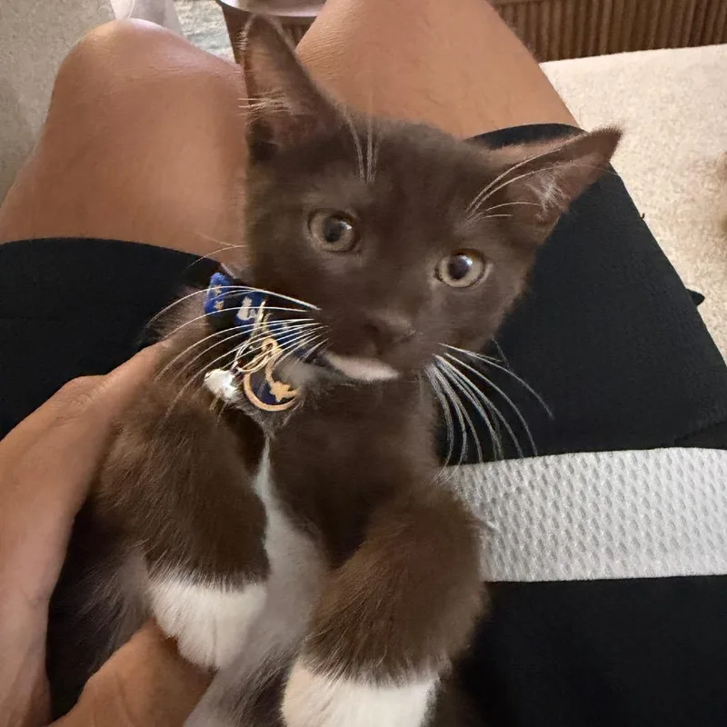 A baby small-sized male Brown / Chocolate Domestic Short Hair cat named Mike for adoption in Oakton, VA
