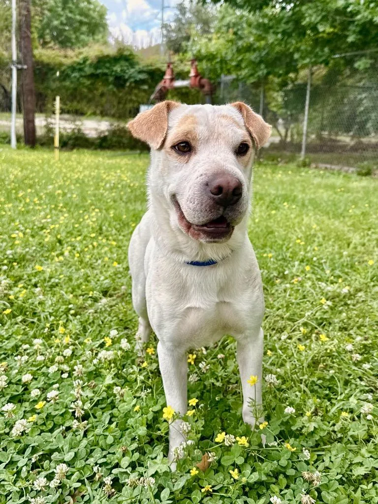 A young medium-sized male Shar-Pei dog named Cheddar for adoption in Denham Springs, LA