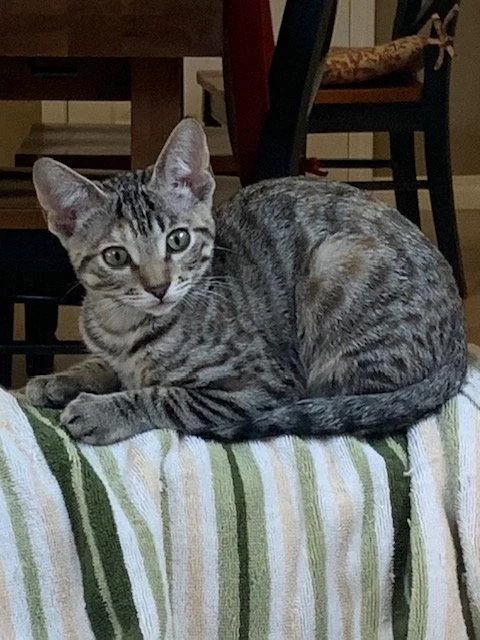 A baby small-sized female Domestic Short Hair cat named Nicki Minaj for adoption in Mission Viejo, CA