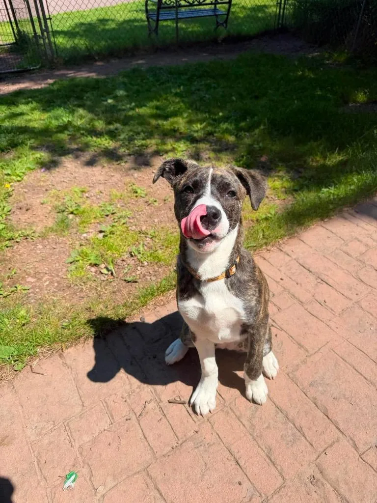 A baby medium-sized female Terrier dog named LD Zoey for adoption in Ashland, WI