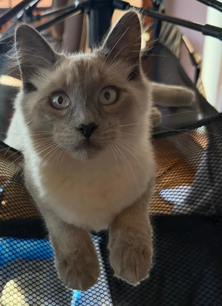 A baby small-sized male Domestic Long Hair cat named RiffRaff for adoption in Grants Pass, OR