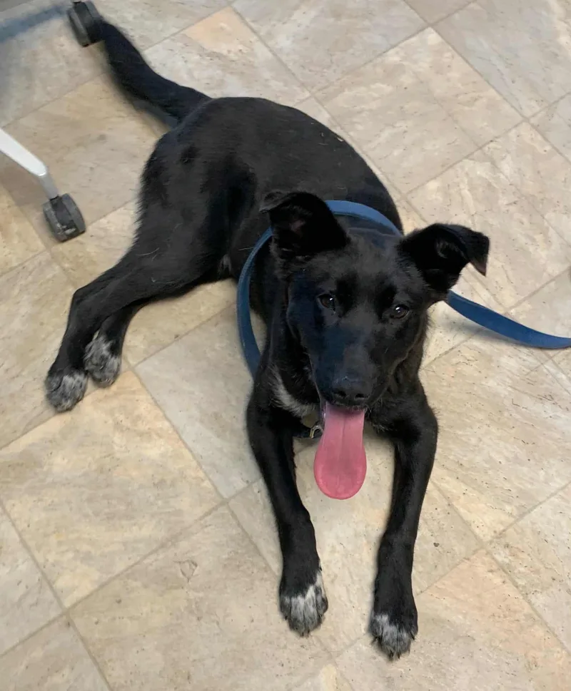 A young medium-sized male Black Labrador Retriever dog named Simba for adoption in Bethel, AK