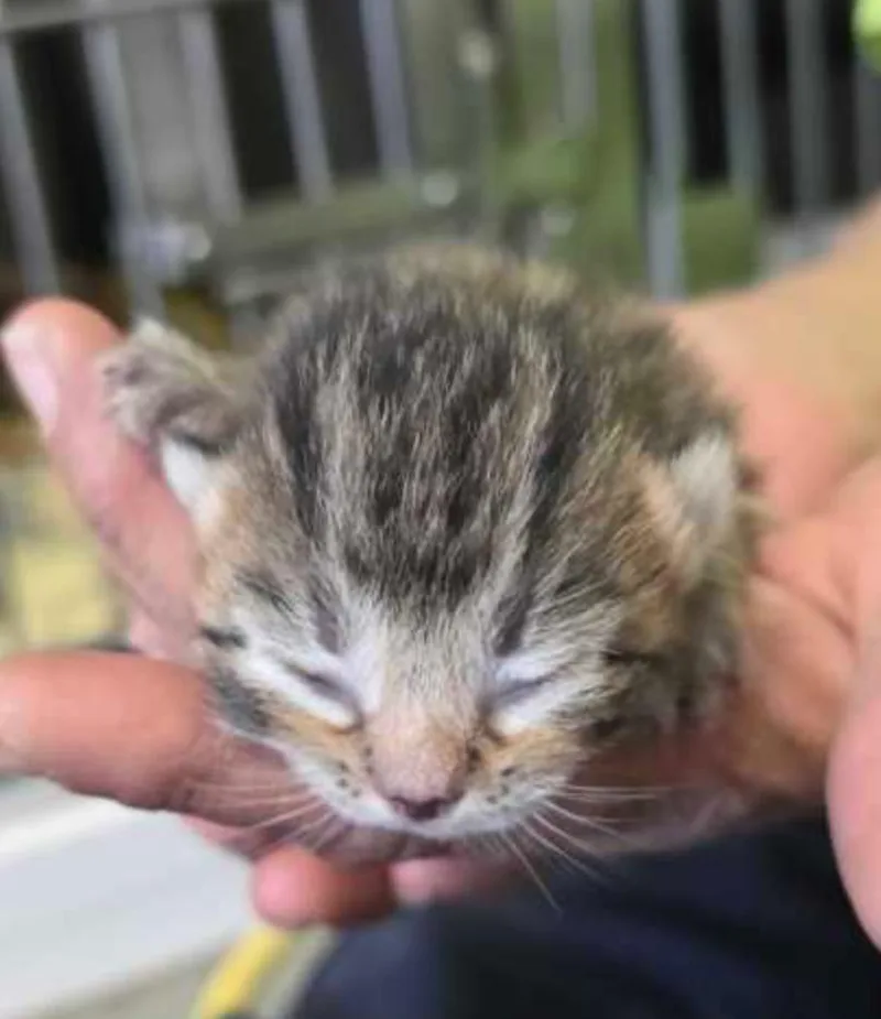 A baby small-sized male Tabby (Gray / Blue / Silver) Domestic Short Hair cat named Jaguar for adoption in Marshall, NC