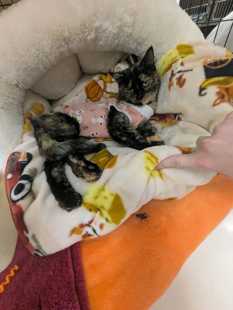 An adult medium-sized female Tortoiseshell cat named Minerva for adoption in Pueblo, CO