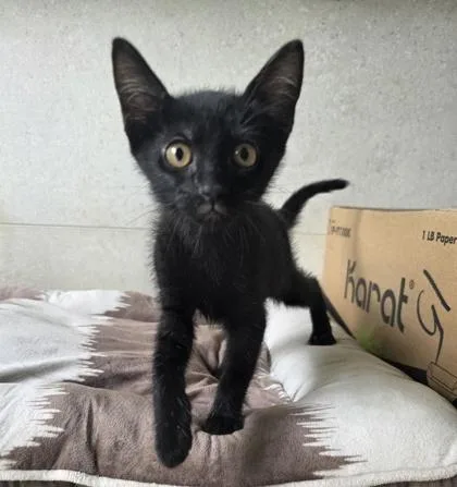 A baby small-sized female Domestic Short Hair cat named Lucy for adoption in Honolulu, HI