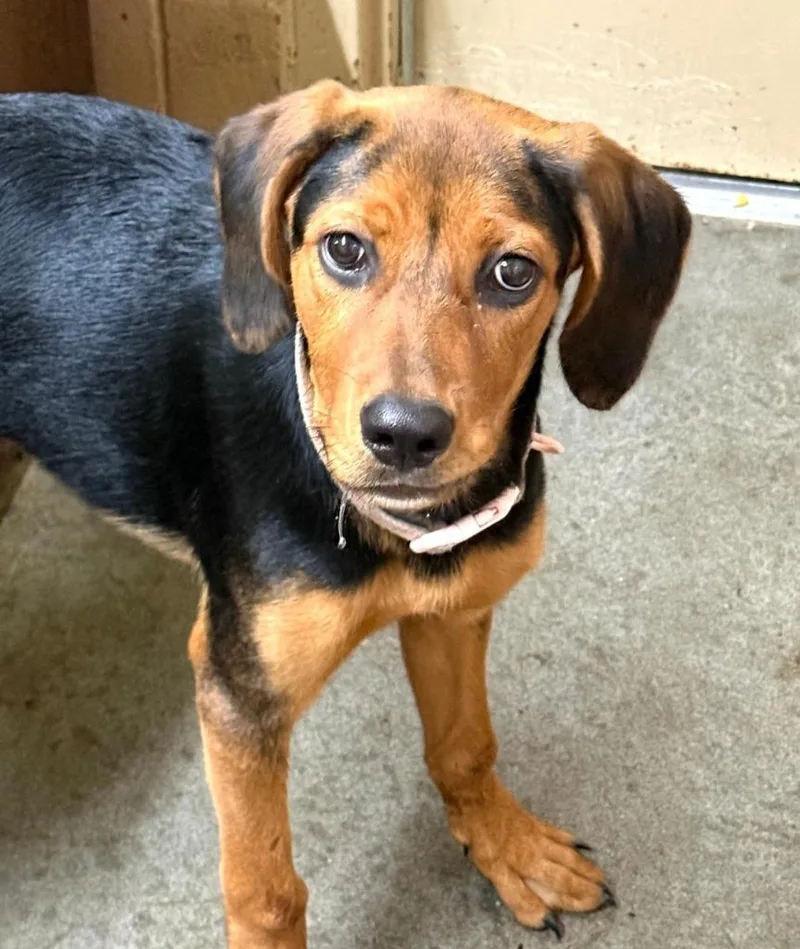 A baby medium-sized female Hound dog named Star for adoption in Swainsboro, GA