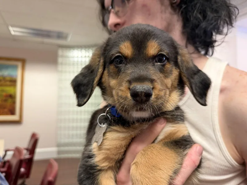 A baby large-sized male Coonhound dog named Miney Brinleys Litter for adoption in Holly Springs, NC
