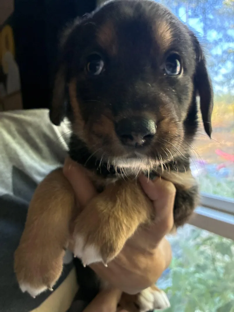 Miney  Brinleys Litter thumbnail 2
