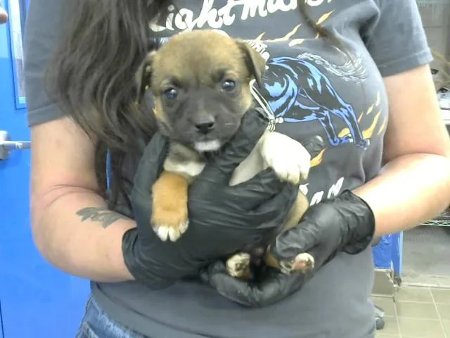A baby small-sized female Australian Cattle Dog / Blue Heeler dog named Ursa for adoption in Albuquerque, NM