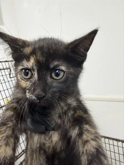 A baby small-sized female Domestic Short Hair cat named Luna for adoption in Fort Lauderdale, FL