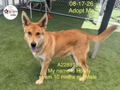 A young large-sized male German Shepherd Dog dog named Howly for adoption in Los Angeles, CA
