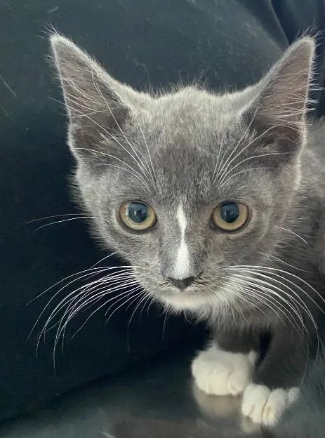 A baby medium-sized female Domestic Short Hair cat named Jacque for adoption in Cumming, GA