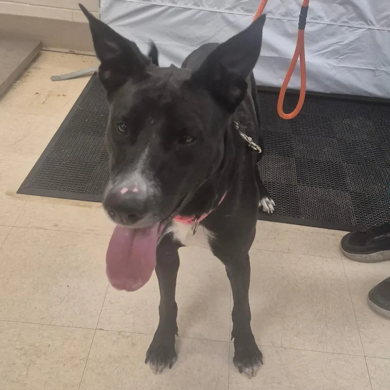 An adult medium-sized female Black Mixed Breed dog named Luna for adoption in Lake Panasoffkee, FL