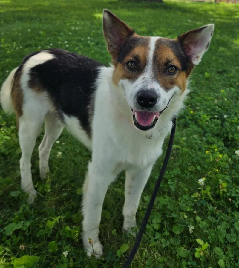 Vosker