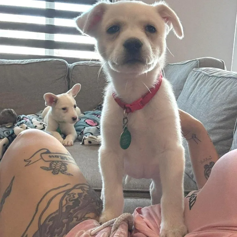 A baby small-sized female White / Cream Mixed Breed dog named Folgers for adoption in Buffalo, MN