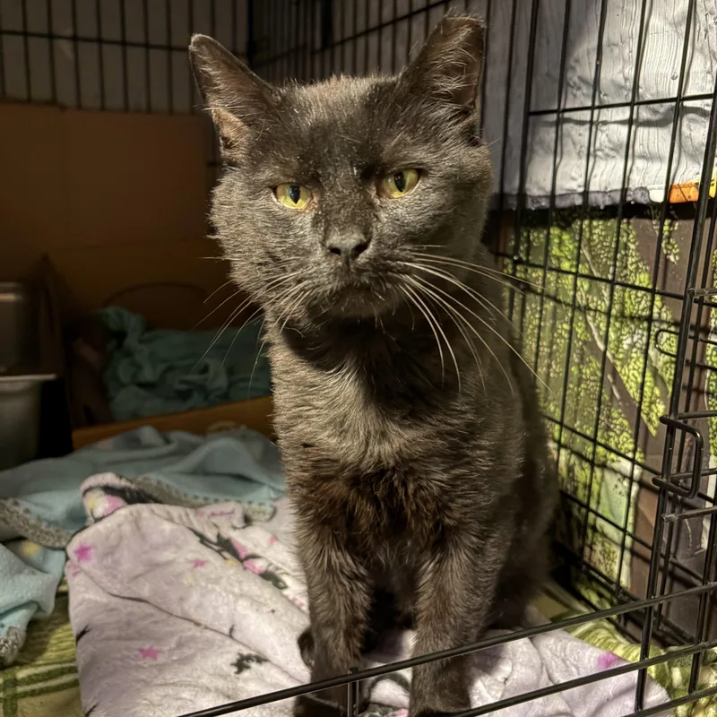 An adult medium-sized male Black Domestic Short Hair cat named Sammy for adoption in Pittsburgh, PA