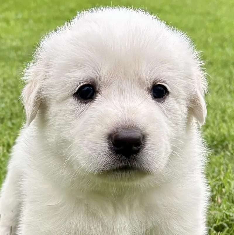 A baby large-sized male White / Cream Great Pyrenees dog named Mark for adoption in Bulverde, TX