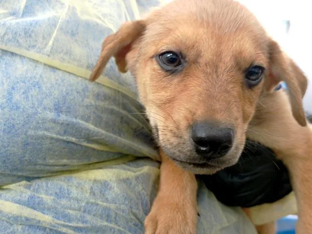 A baby medium-sized male Mixed Breed dog named Edgar for adoption in Dallas, TX
