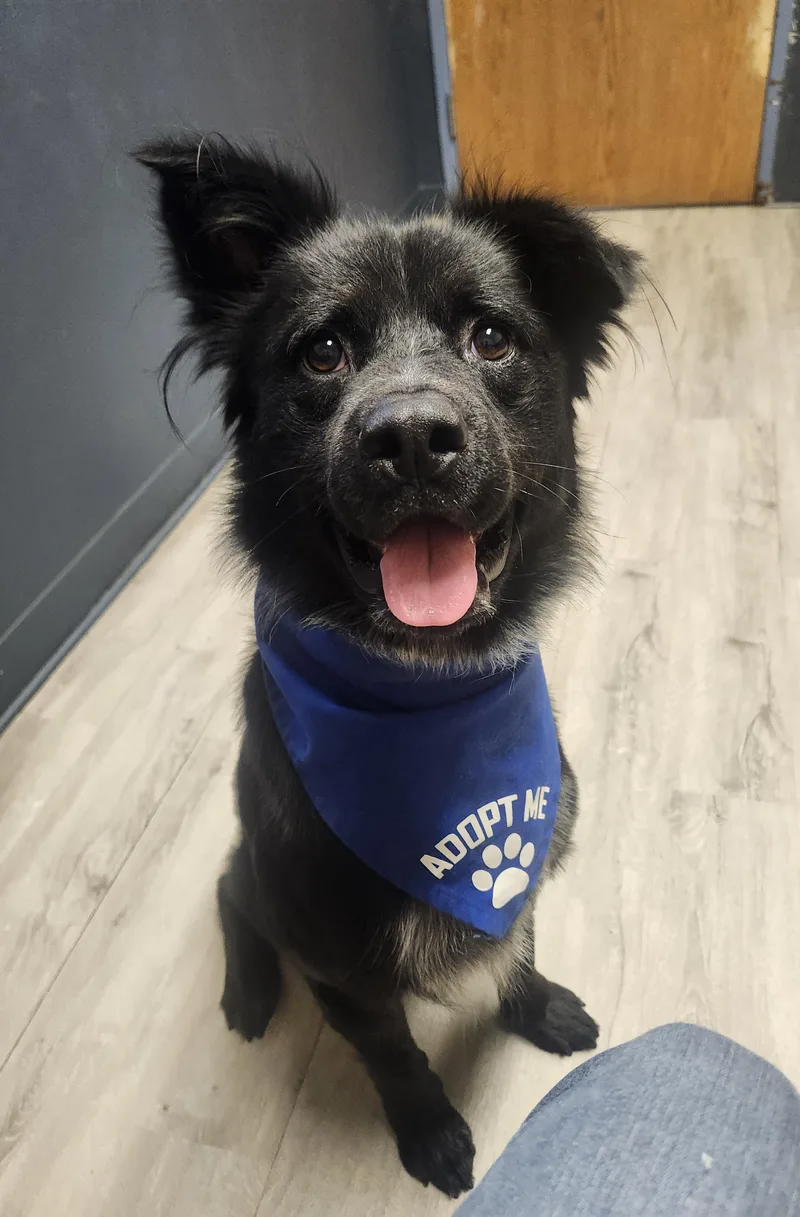 A young medium-sized male Black Border Collie dog named Lord Fluffington III for adoption in Mansfield, OH