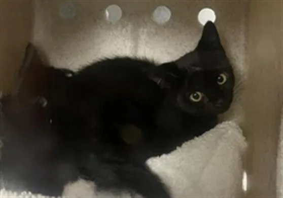 A baby small-sized female Domestic Short Hair cat named Tobi for adoption in Los Angeles, CA