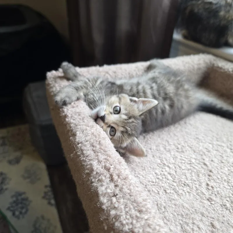 A baby small-sized female Domestic Short Hair cat named Clarabelle for adoption in Hershey, PA
